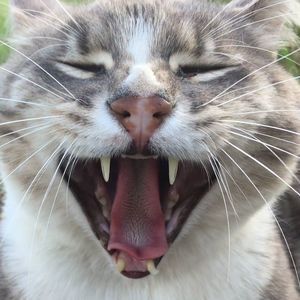 Meet your Posher, Anh